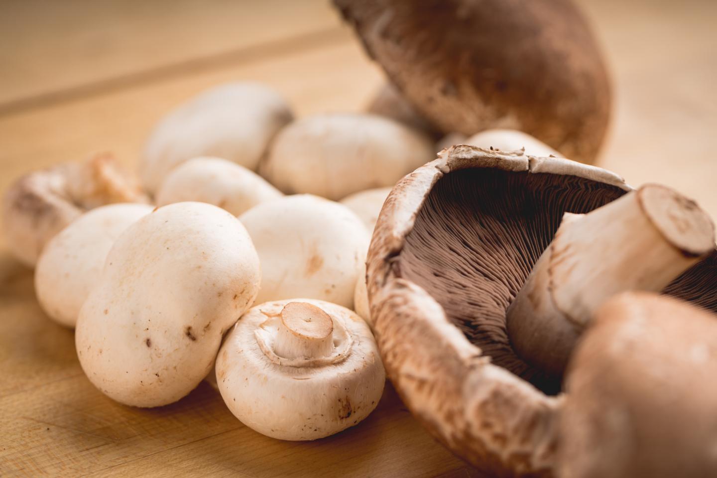 The main mushrooms