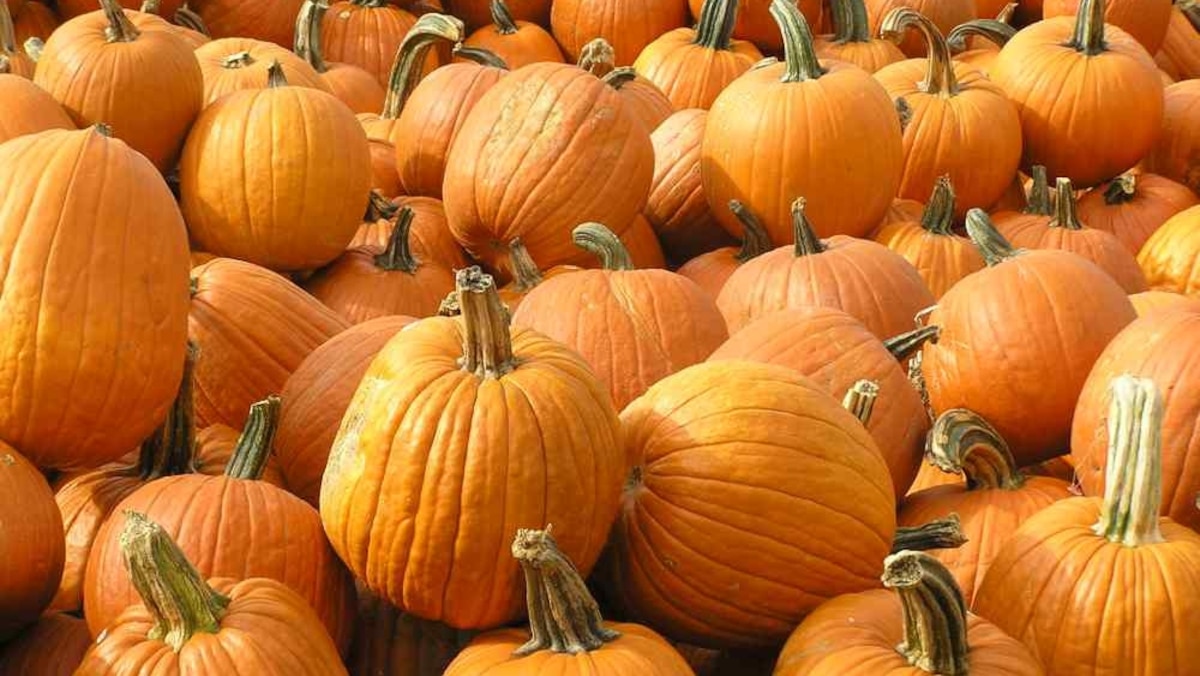 What is a pumpkin?