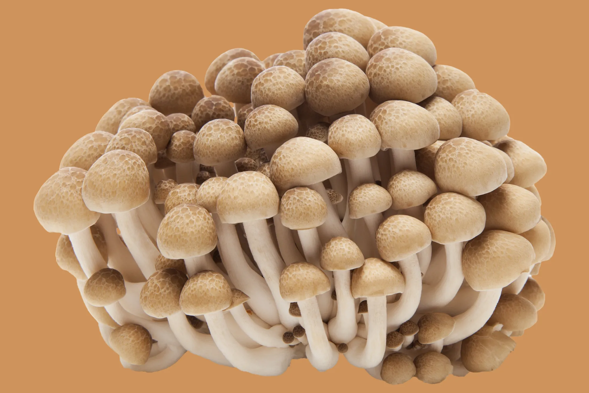 Benefits of mushrooms and mushrooms for your health