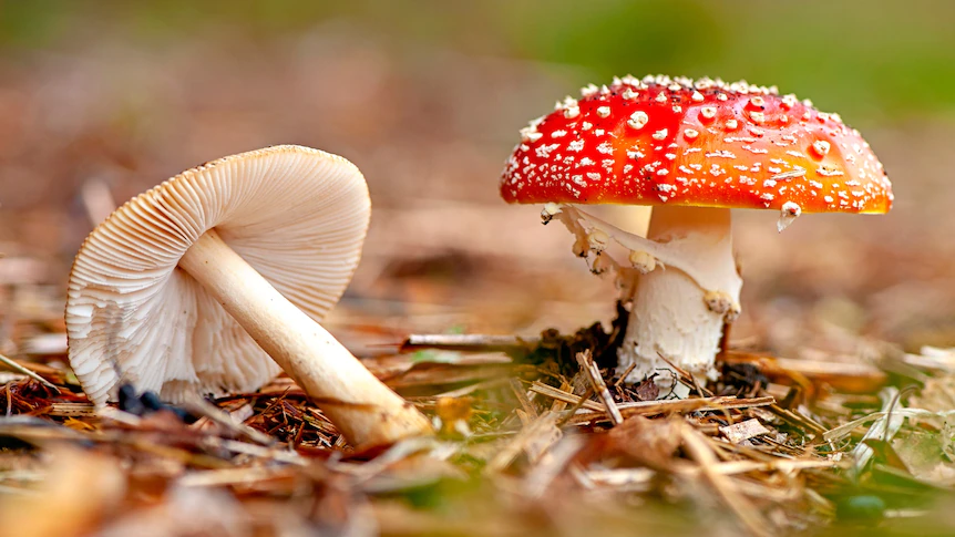What is the contribution of medicinal mushrooms to the body?